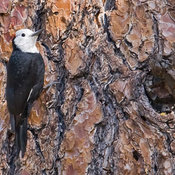 White-headed Woodpecker